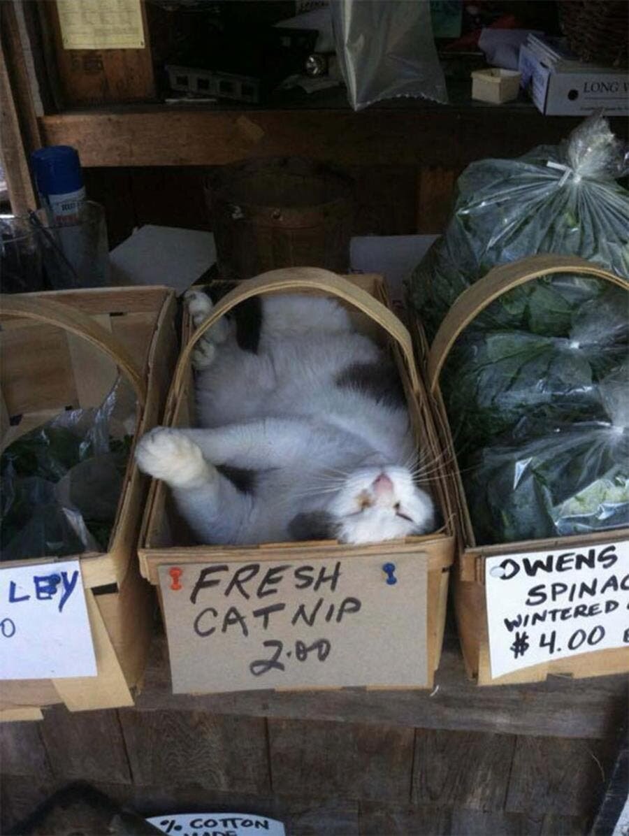 chat, boîte, marché