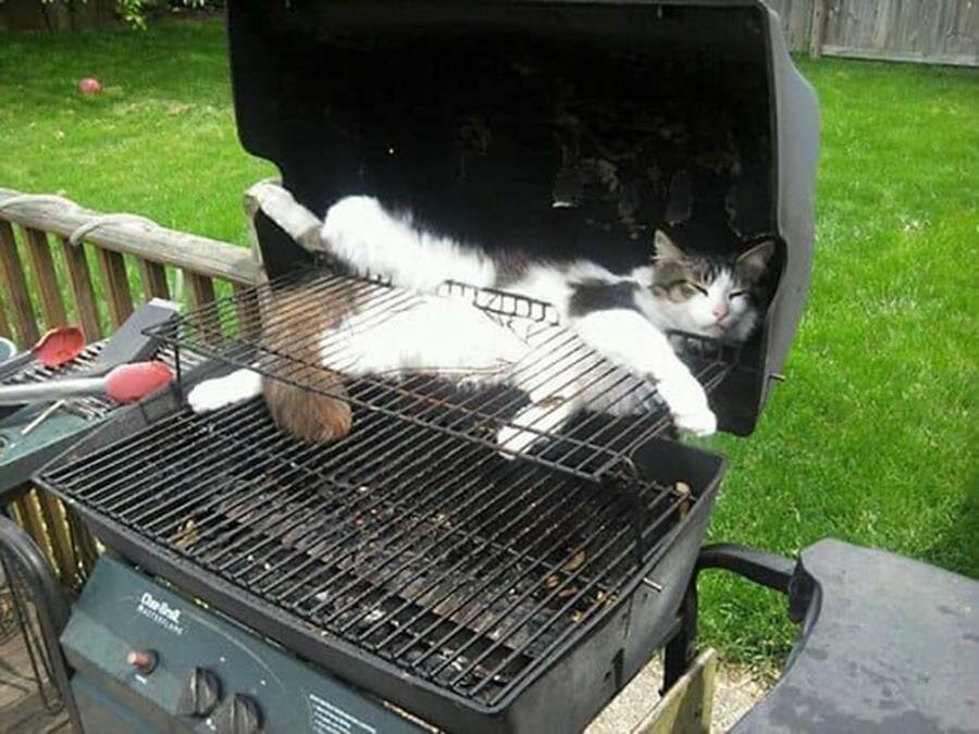 chat, sieste, barbecue