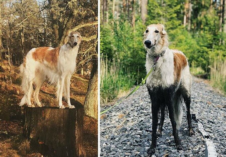 chien, boue, avant/après