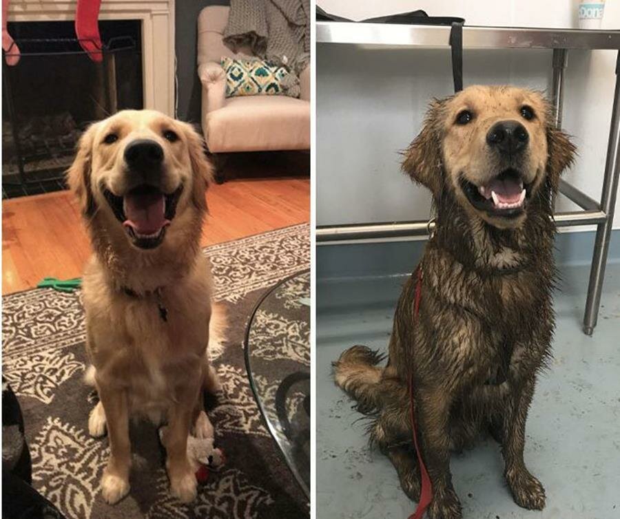 chien, boue, avant/après