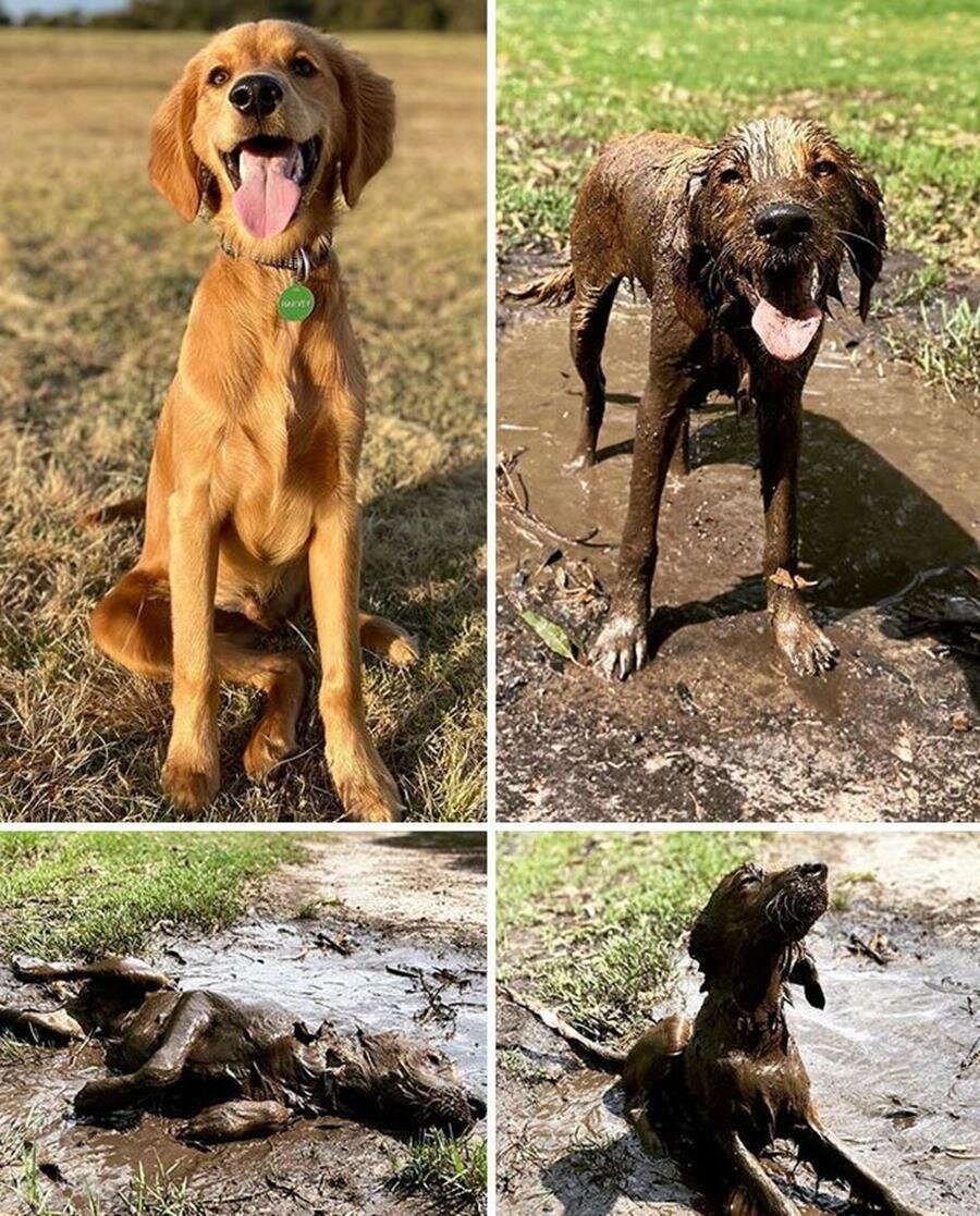 chien, boue, avant/après