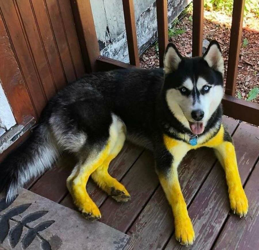 chien, boue, avant/après