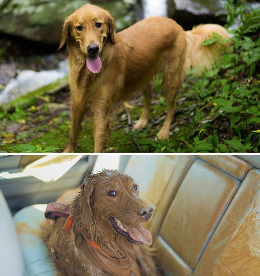 chien, boue, avant/après