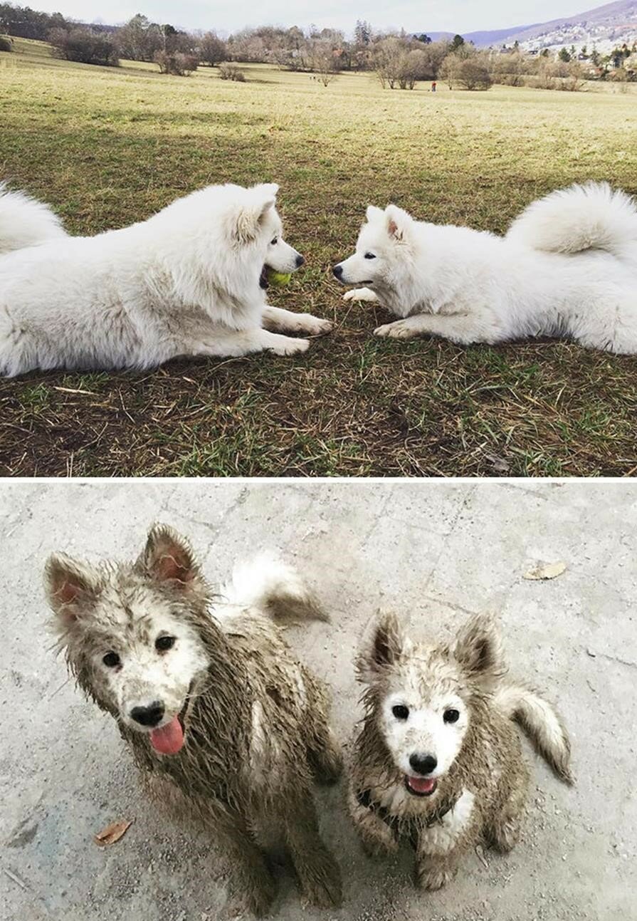 chien, boue, avant/après