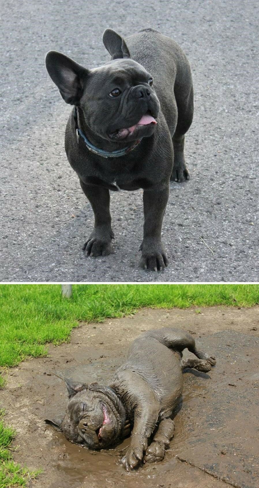 chien, boue, avant/après