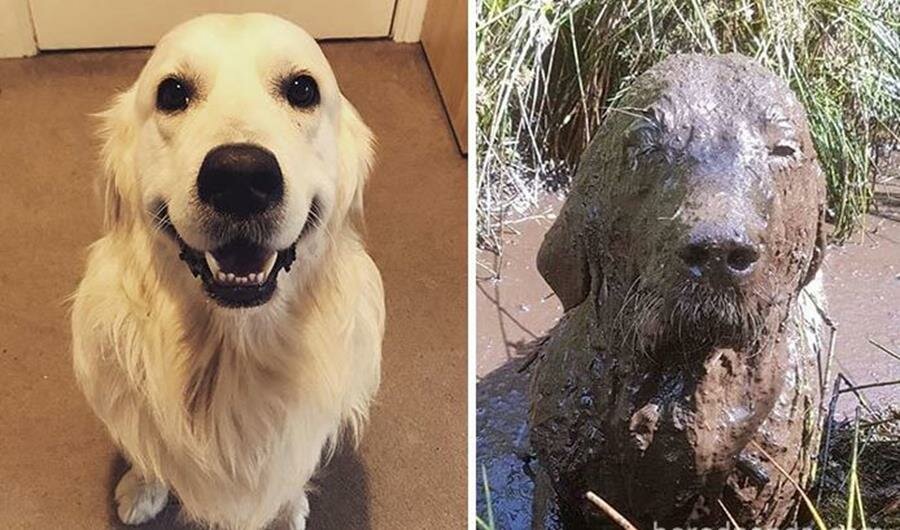 chien, boue, avant/après