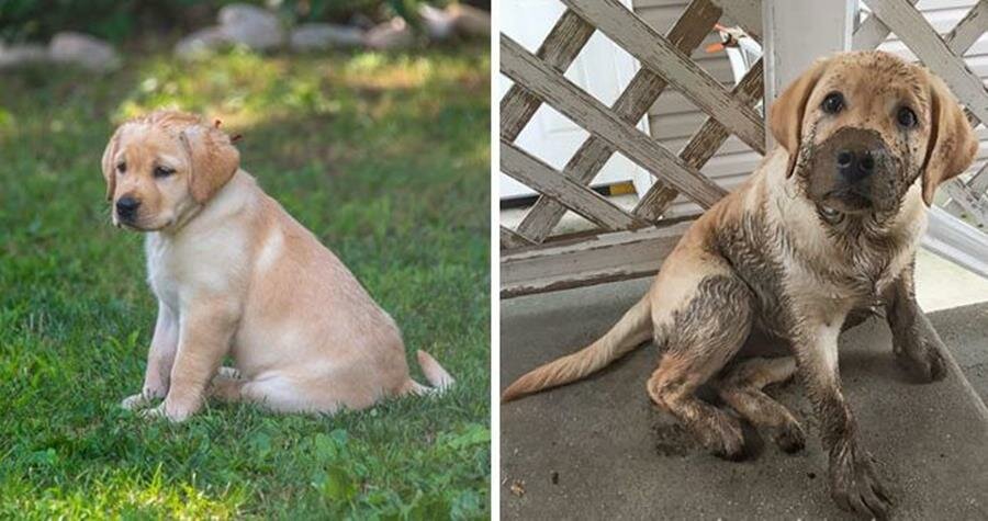 chien, boue, avant/après