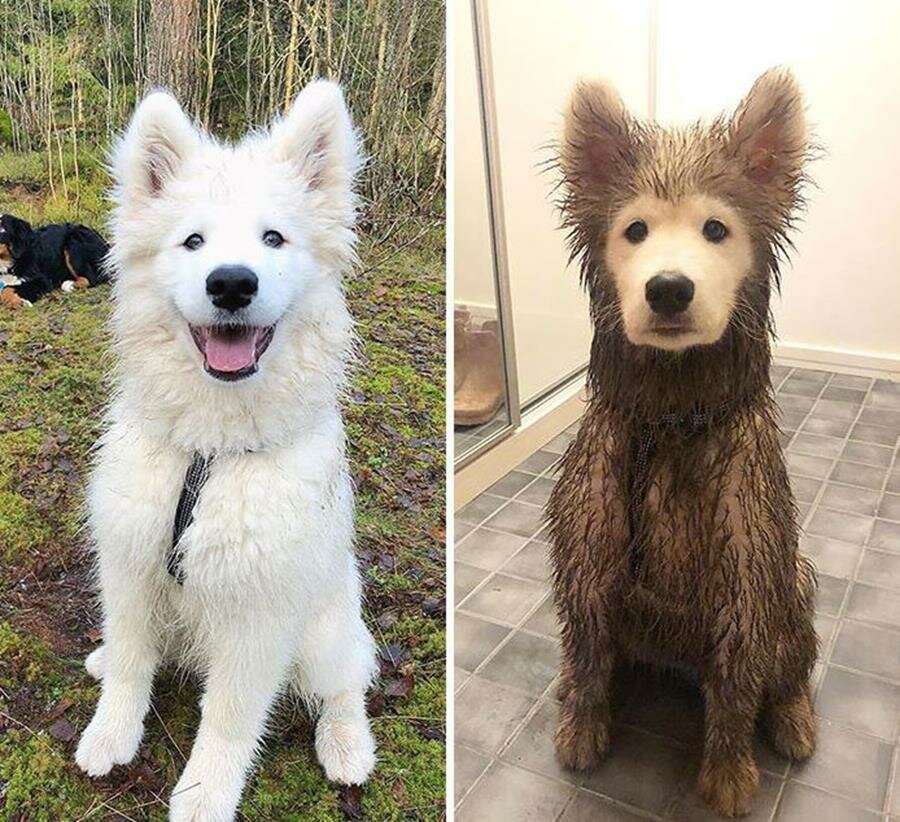 chien, boue, avant/après