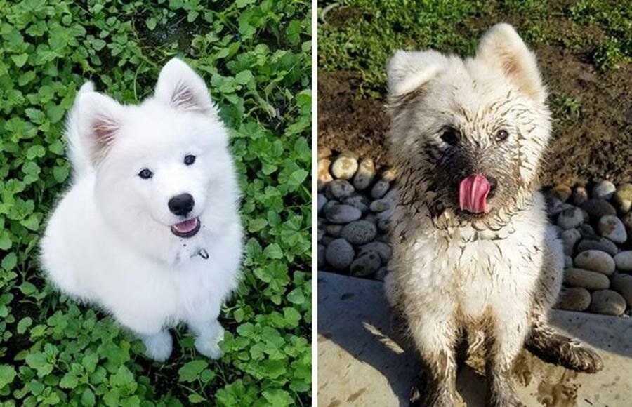 chien, boue, avant/après