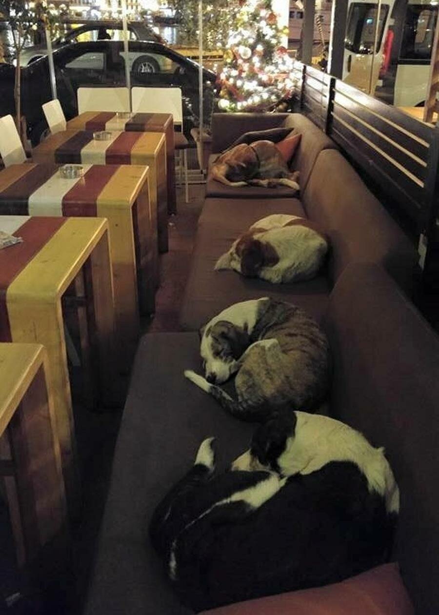 chiens, café