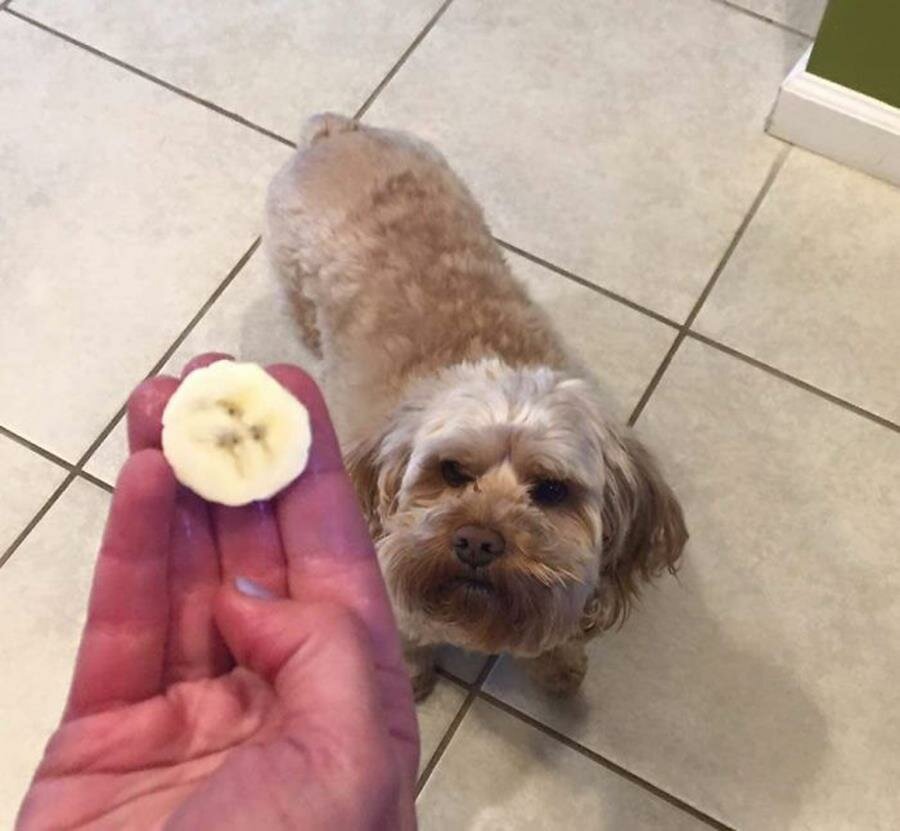 banane, chien, tÃªte