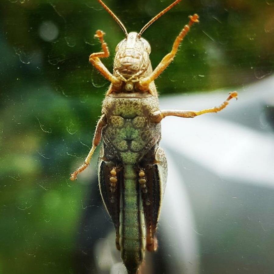 insecte, lion, lunettes de soleil