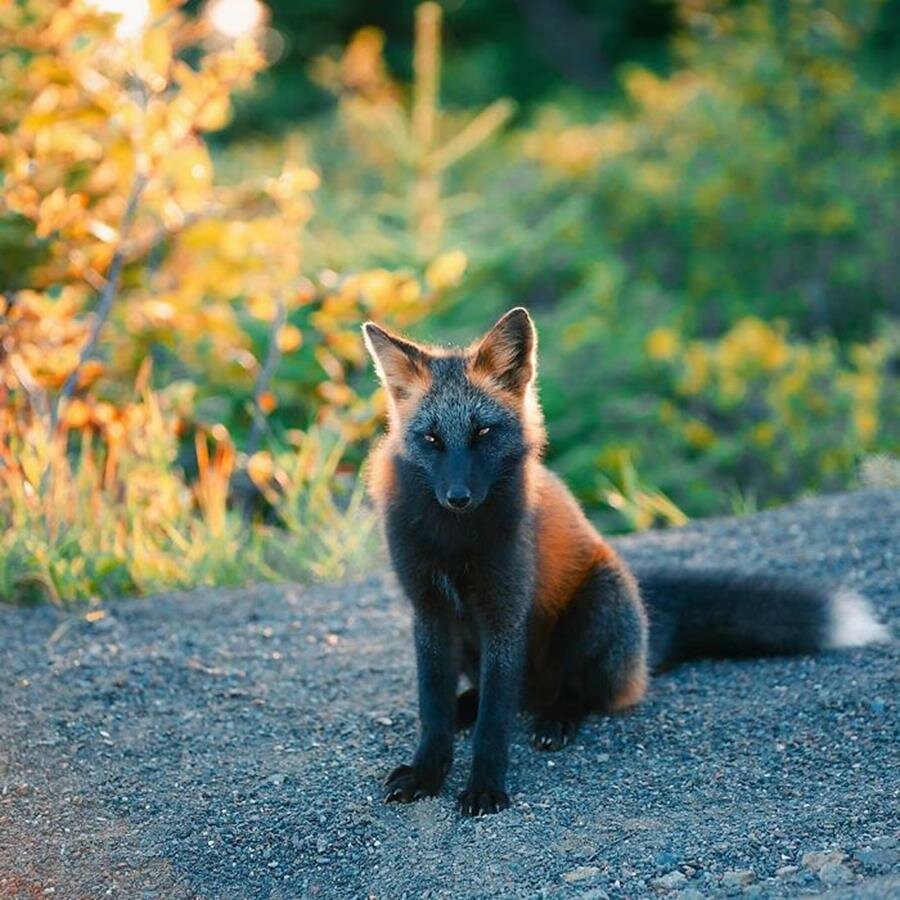 renard, roux, noir