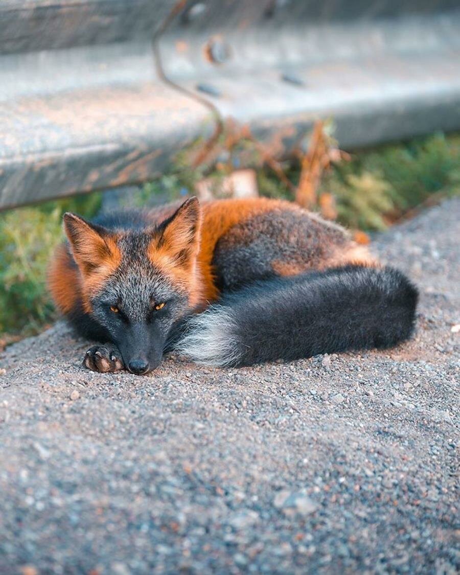 renard, roux, noir