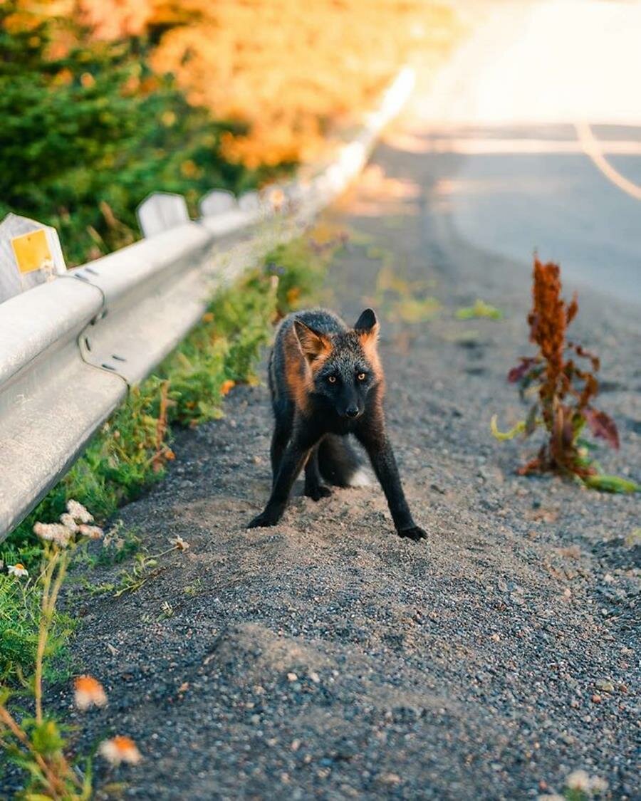 renard, roux, noir