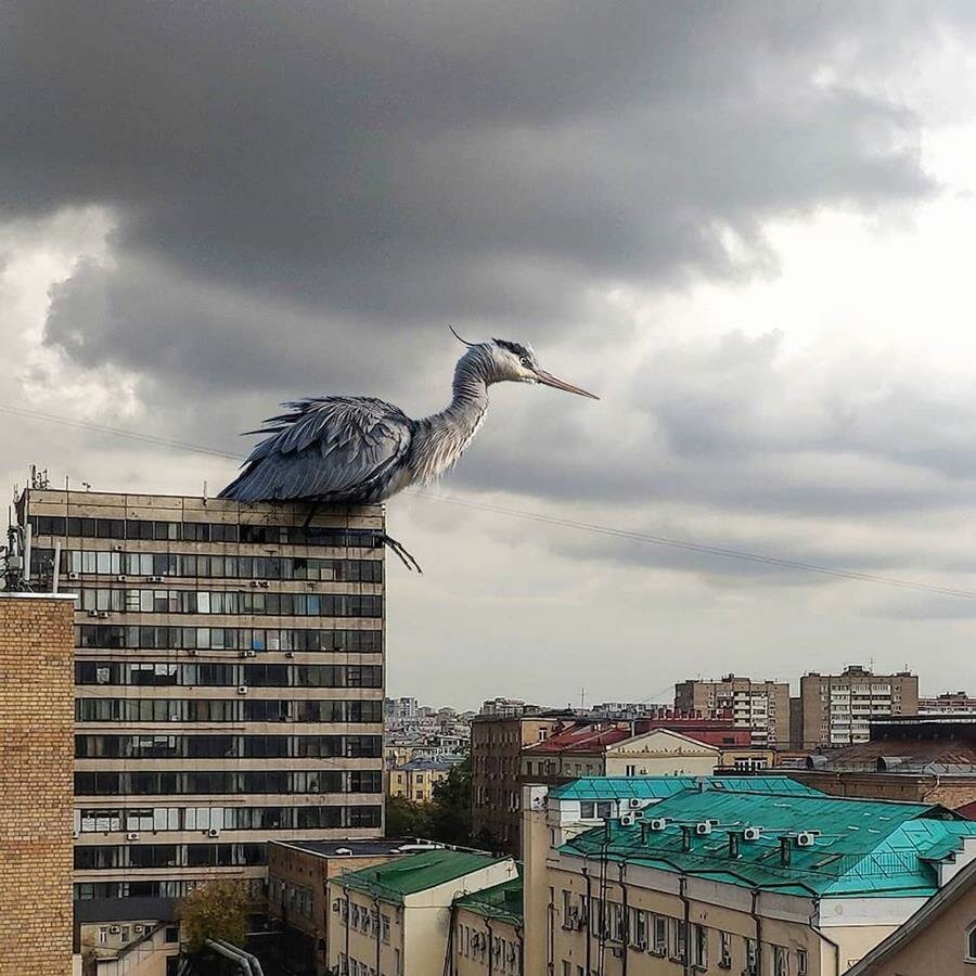 Vadim Solovyov, animaux géants, ville, héron