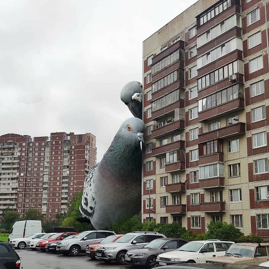 Vadim Solovyov, animaux géants, ville, pigeon