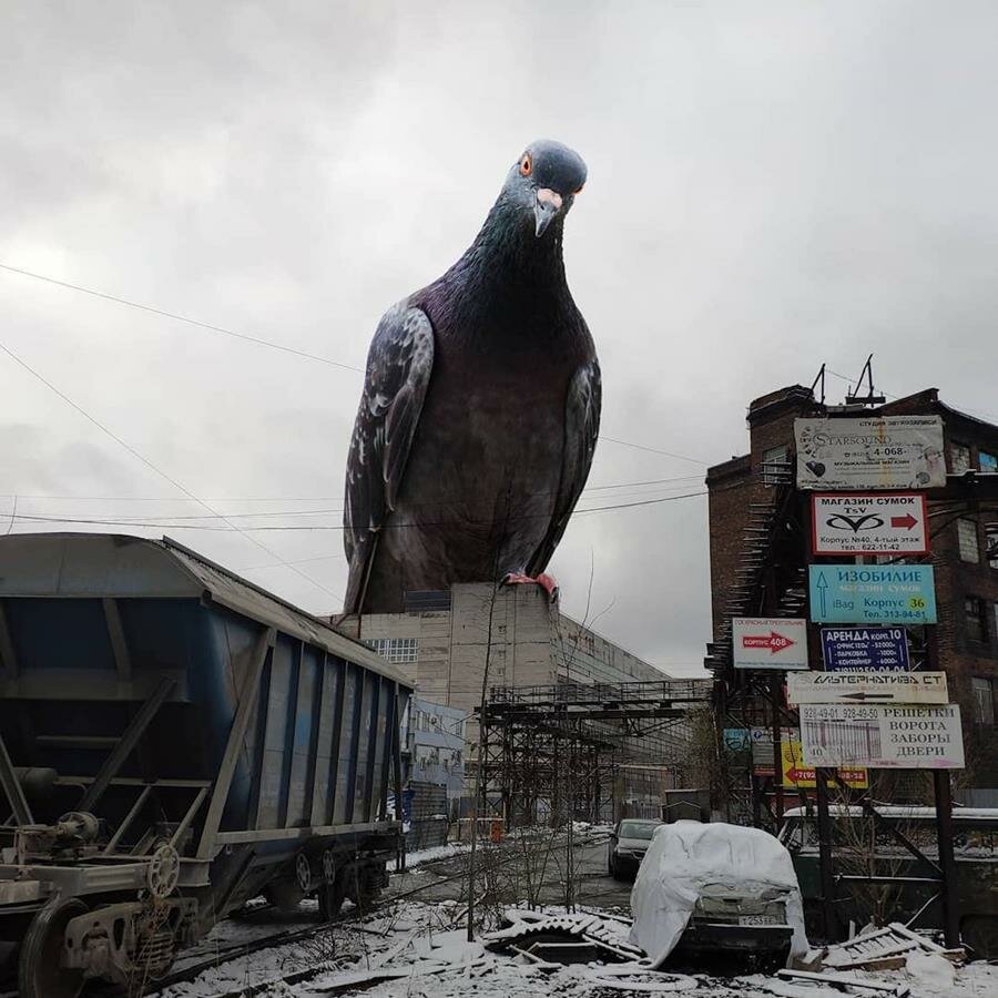 Vadim Solovyov, animaux géants, ville, pigeon