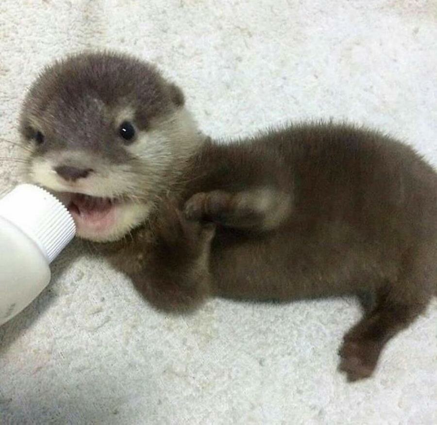 bébé, loutre, photo