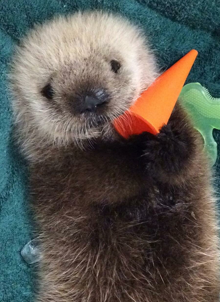 bébé, loutre, photo