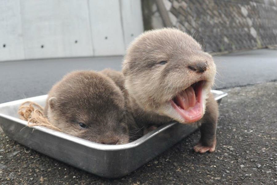 bébé, loutre, photo