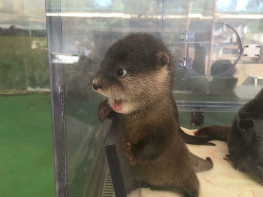 bébé, loutre, photo