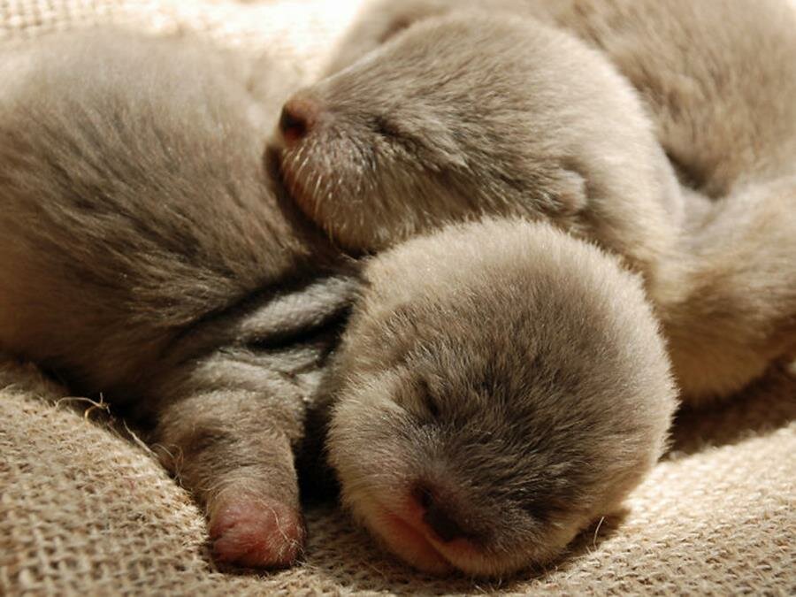 bébé, loutre, photo