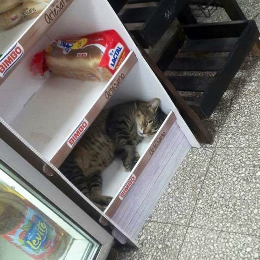 chat, posé, magasin