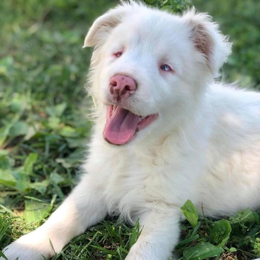 chienne, herbe