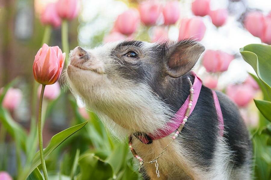 cochon, tulipe, photo