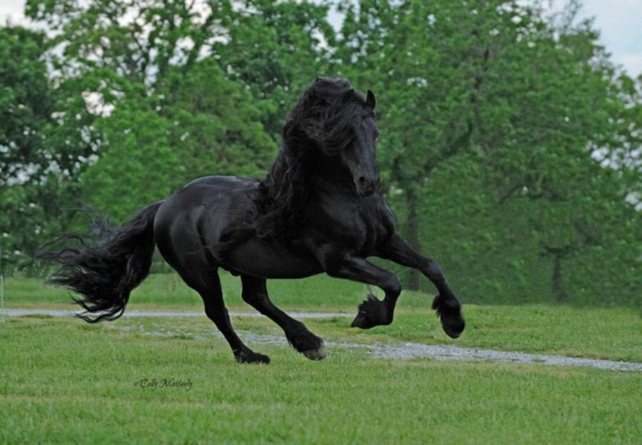 frederik le grand, cheval, noir