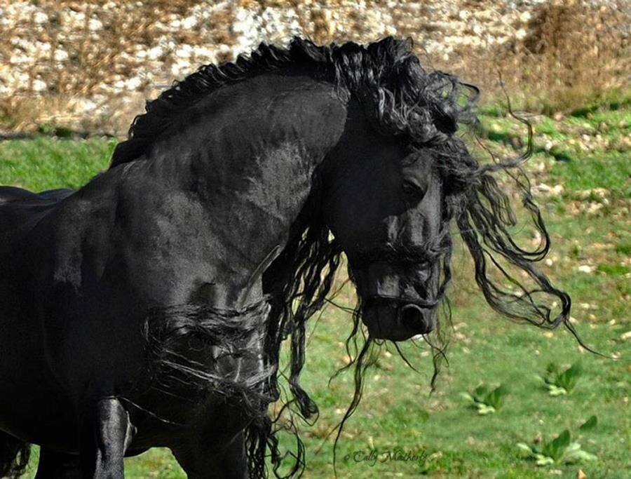 frederik le grand, cheval, noir