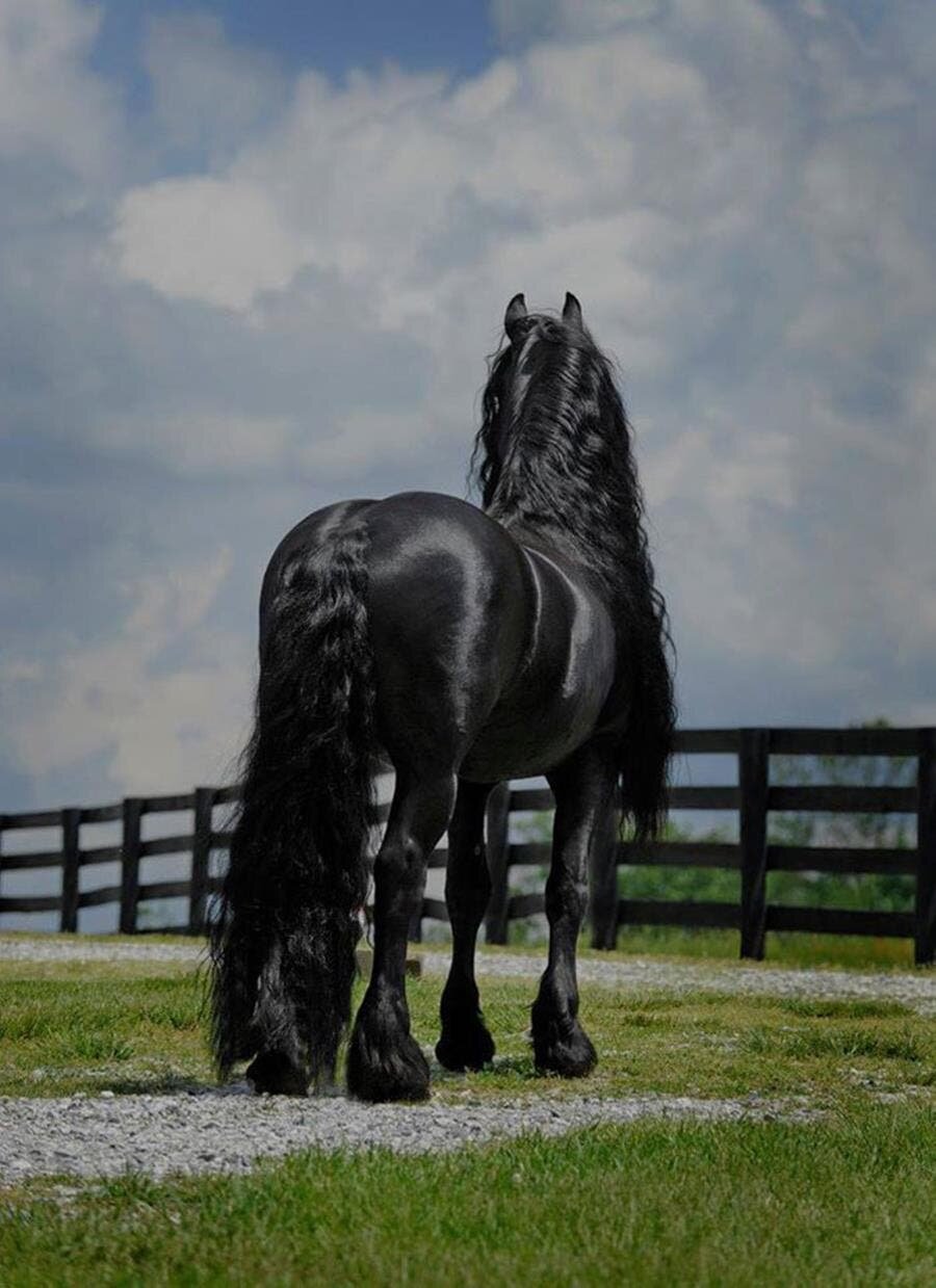 frederik le grand, cheval, noir