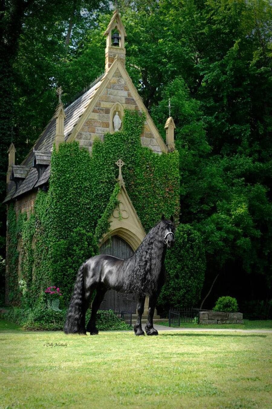 frederik le grand, cheval, noir