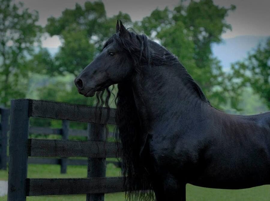 frederik le grand, cheval, noir