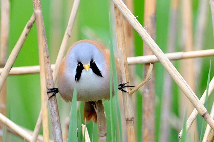 panure Ã  moustache, oiseau