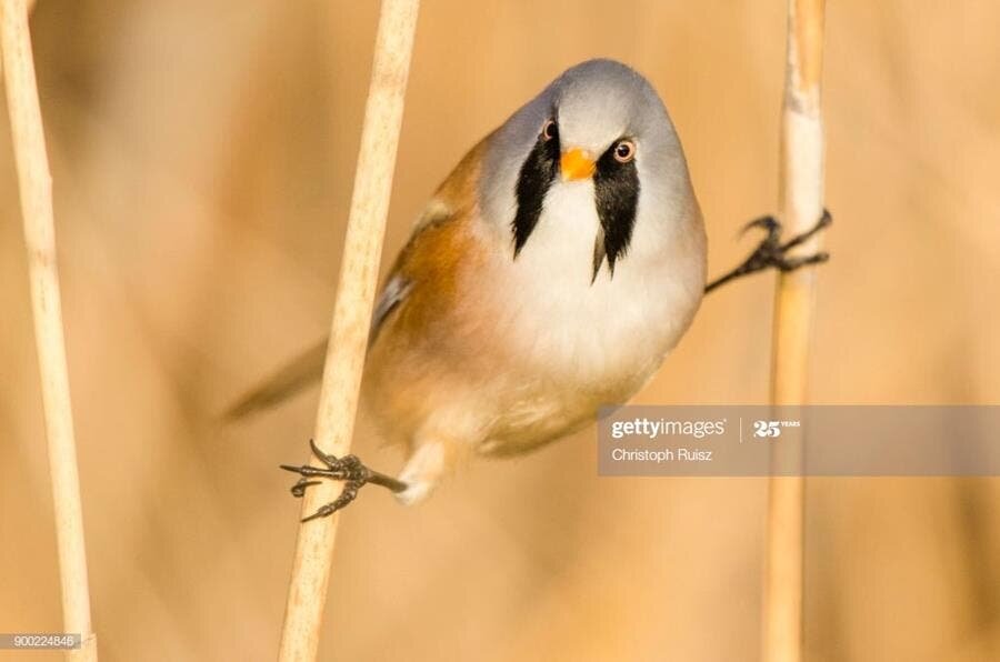 panure à moustache, oiseau