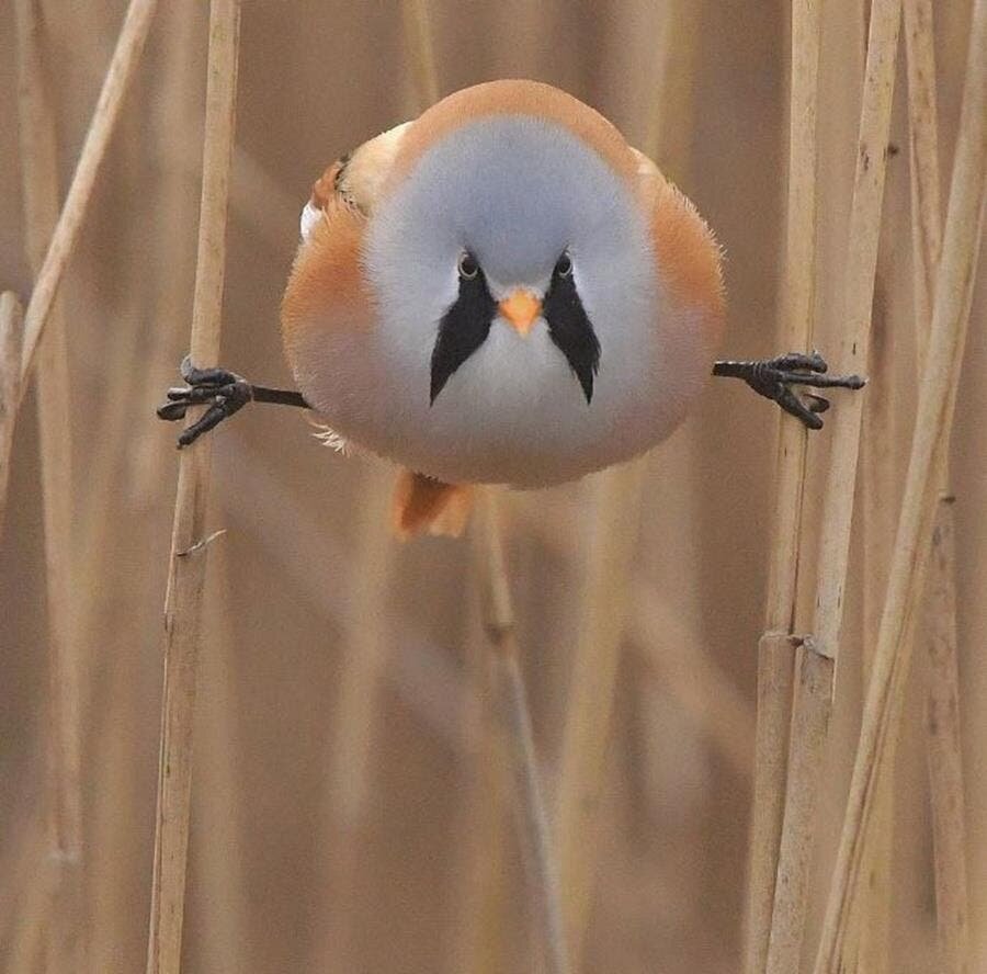 panure Ã  moustache, oiseau