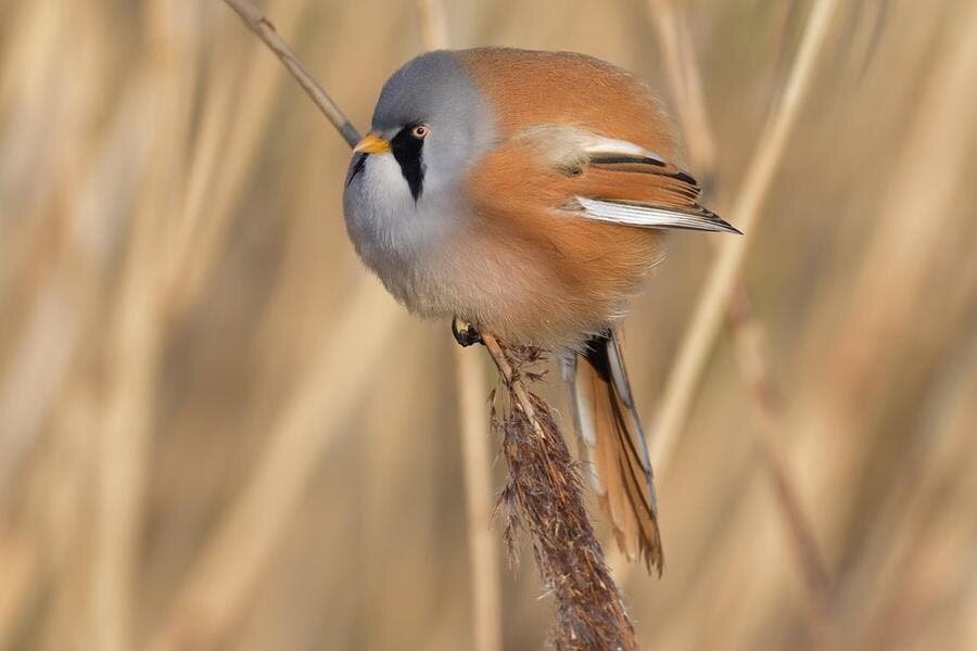 panure Ã  moustache, oiseau