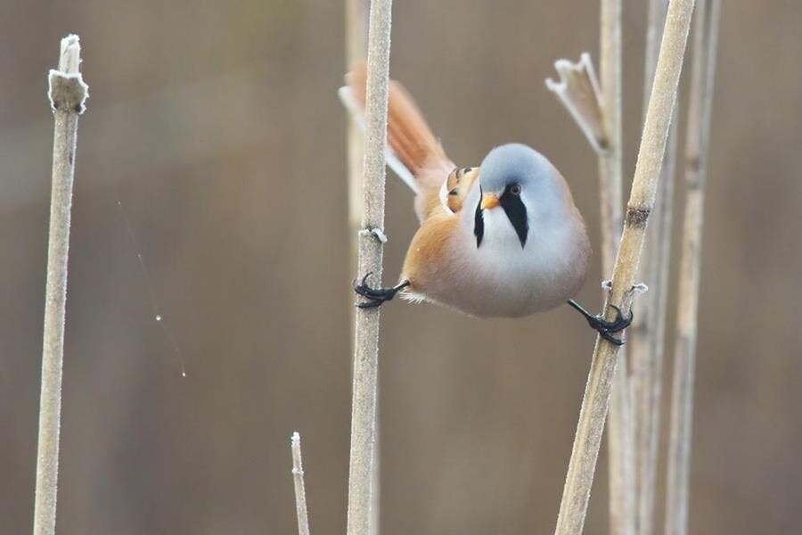 panure Ã  moustache, oiseau