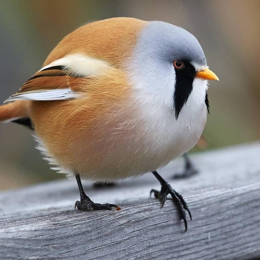 panure Ã  moustache, oiseau