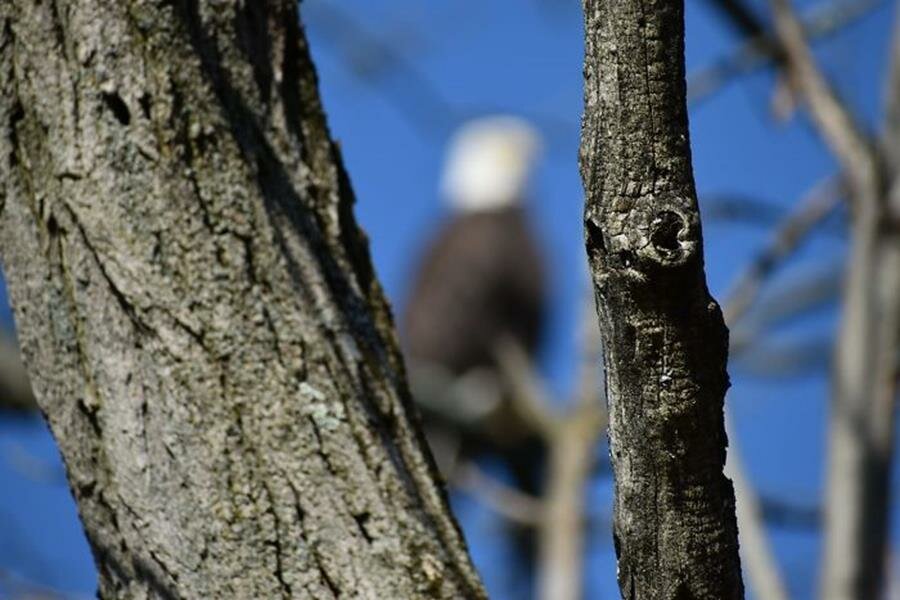 arbre, aigle