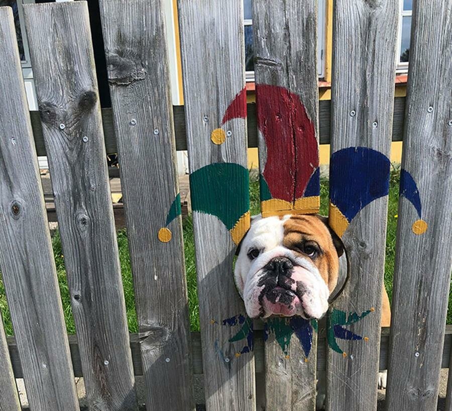 bulldog, clôture