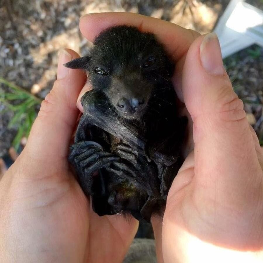 chauve-souris, mignonne