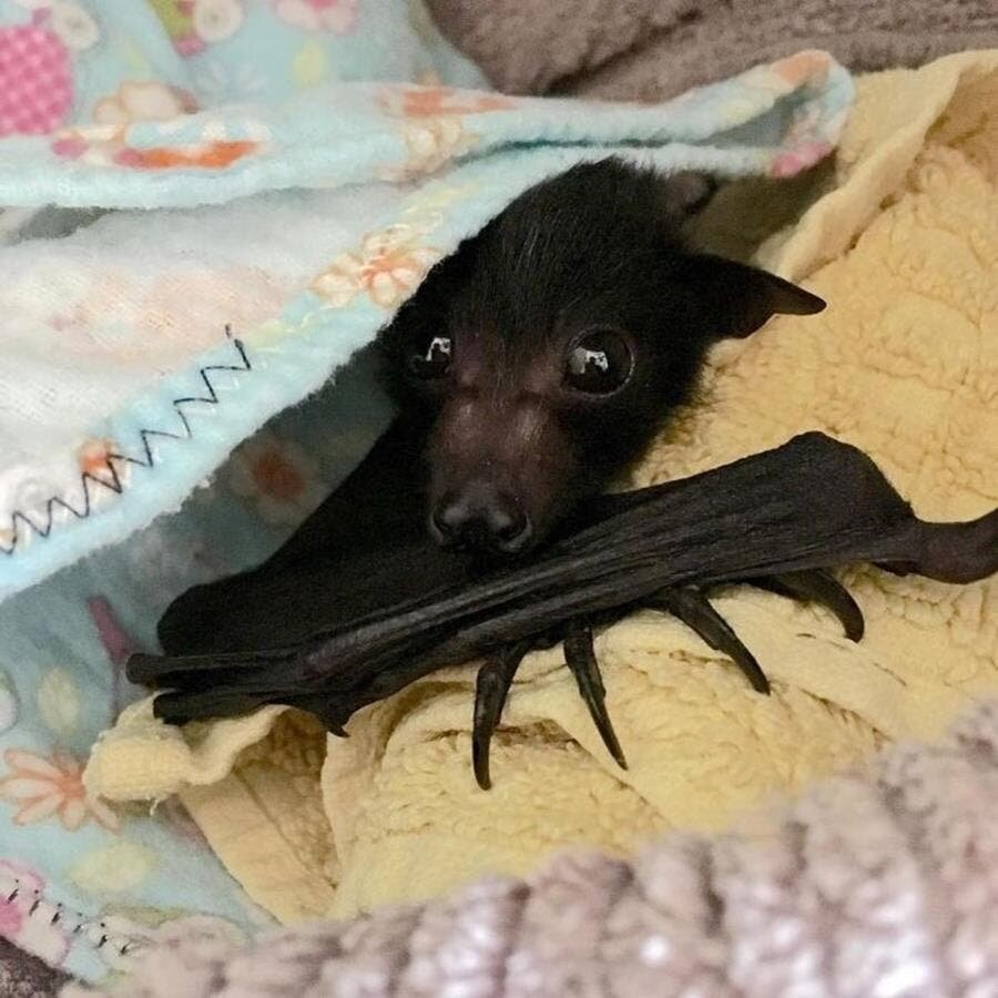 chauve-souris, mignonne