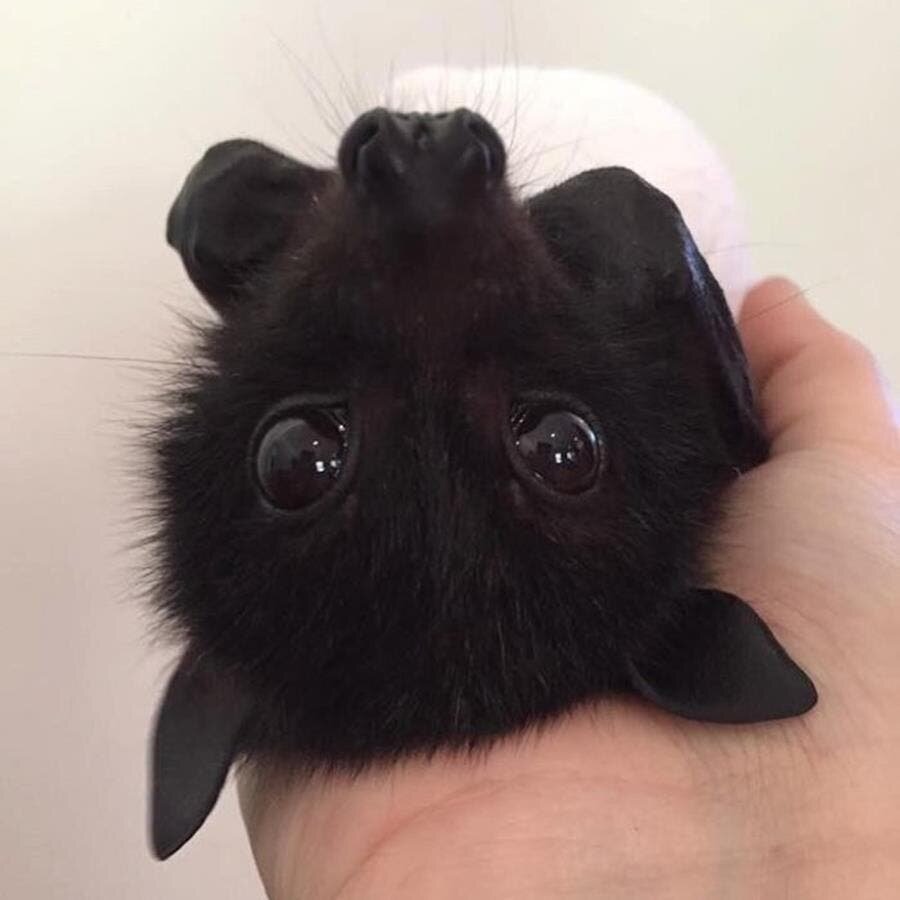 chauve-souris, mignonne