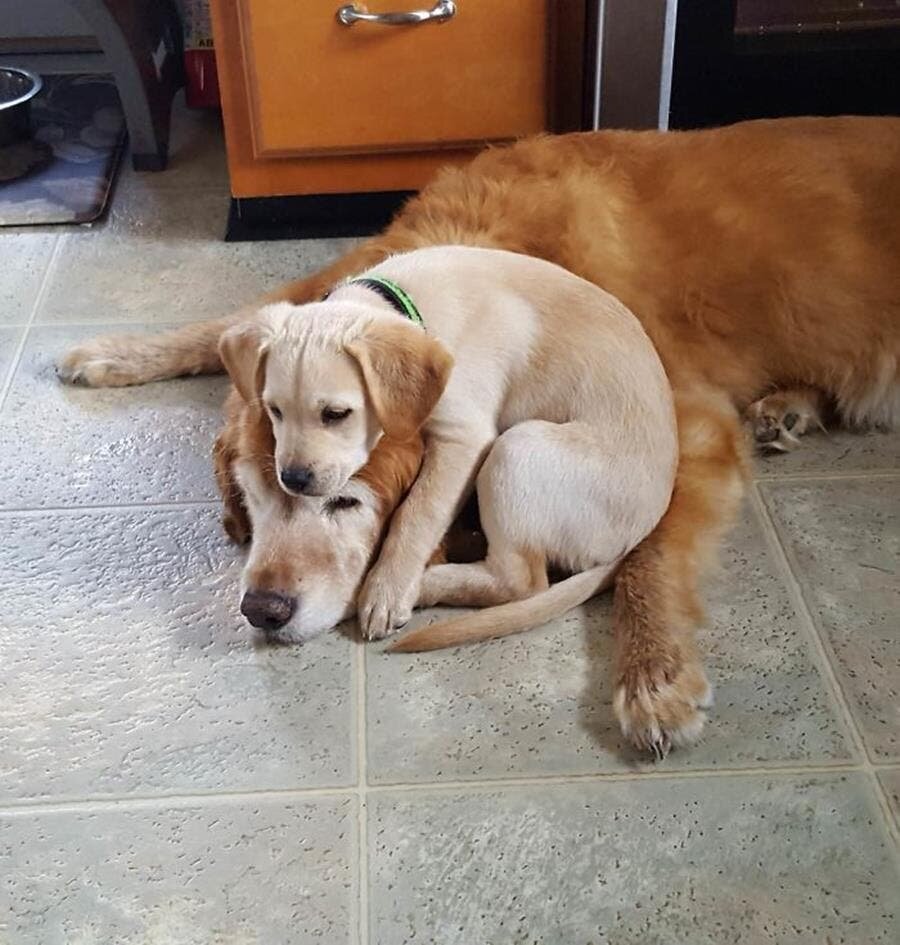 chiot, sieste, chien