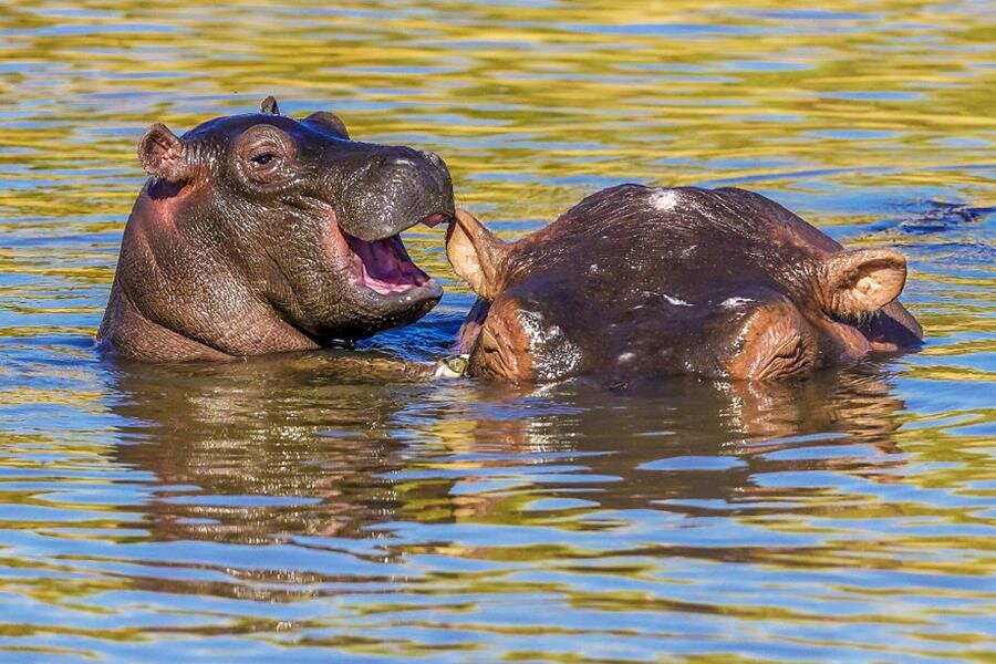 hippopotame, rire