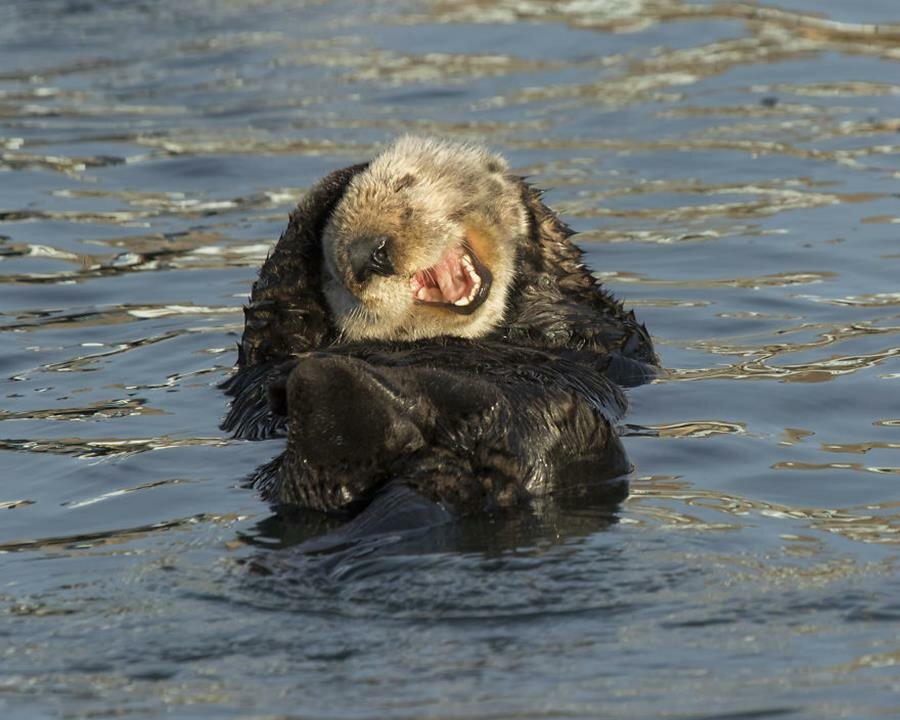 loutre de mer, rire