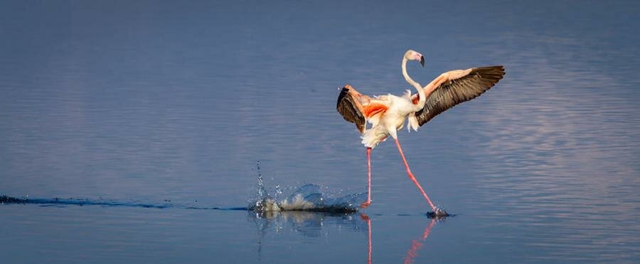 flamant rose, eau